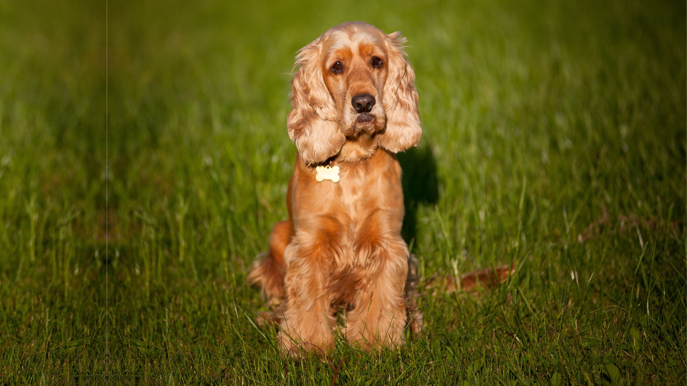 Cocker Spaniel