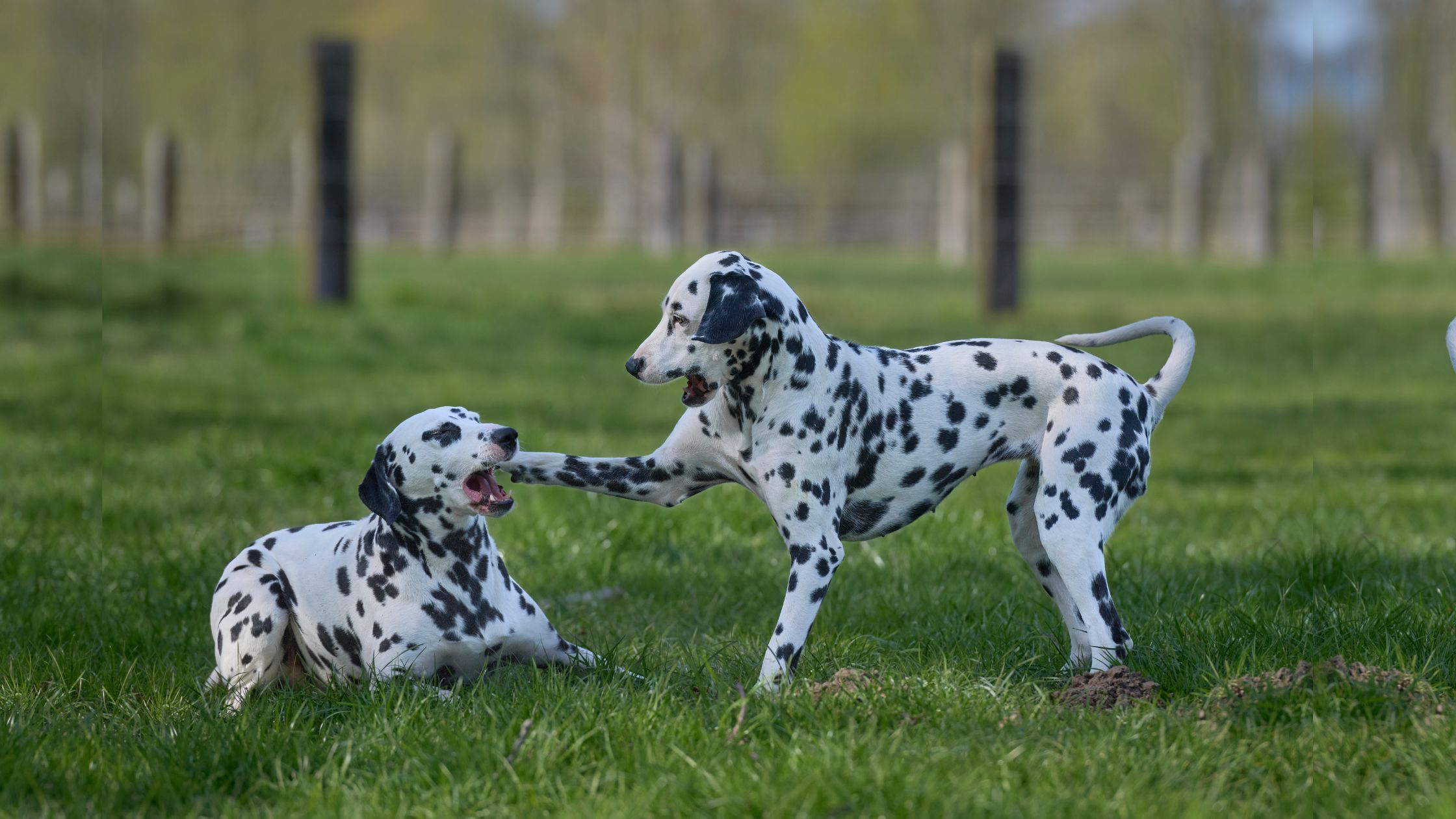 Dalmatian