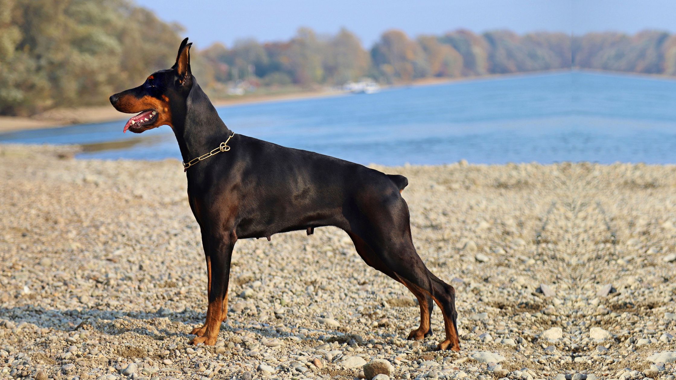 Dobermann