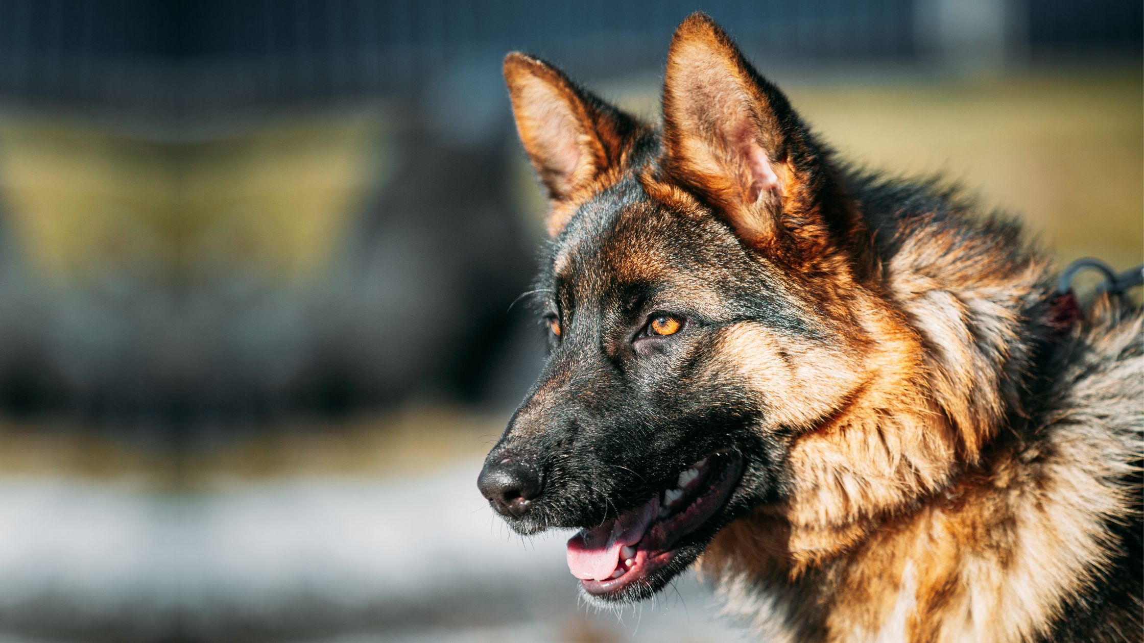 German Shepherd (Alsatian)