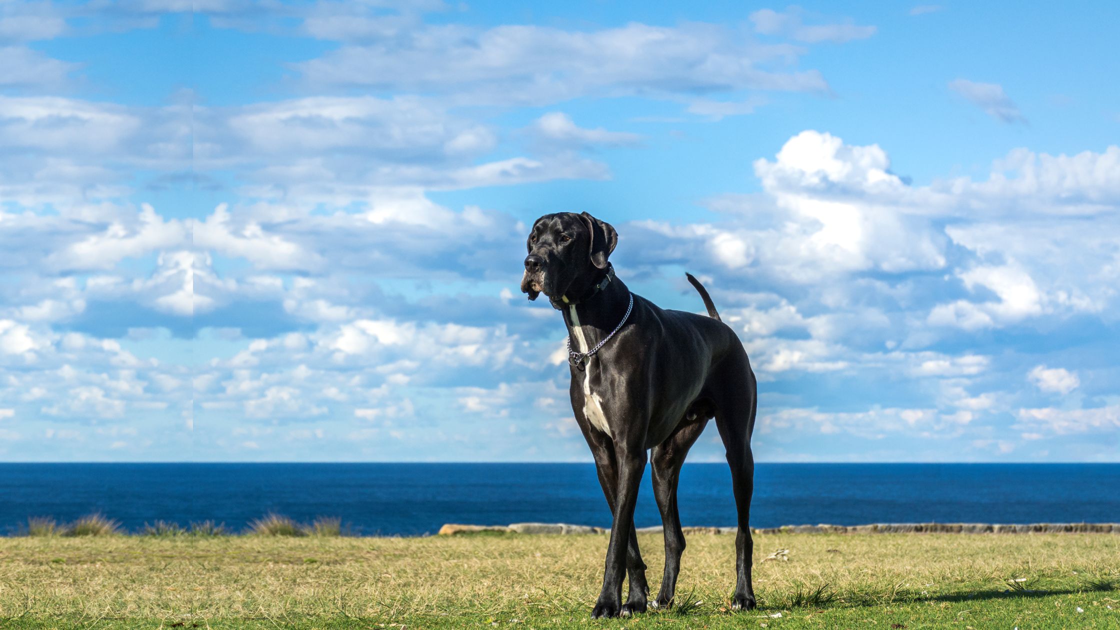 Great Dane