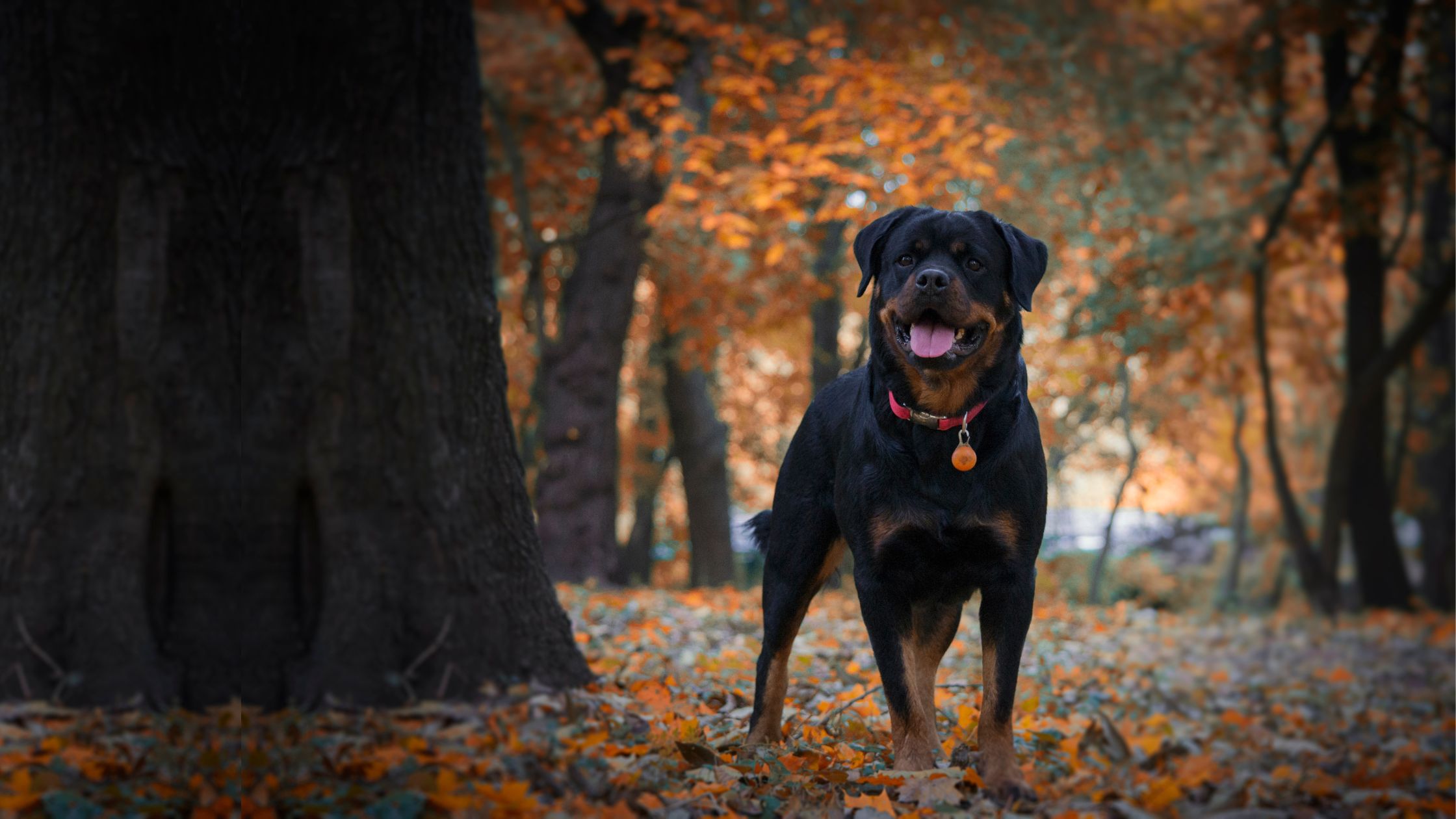 Rottweiler