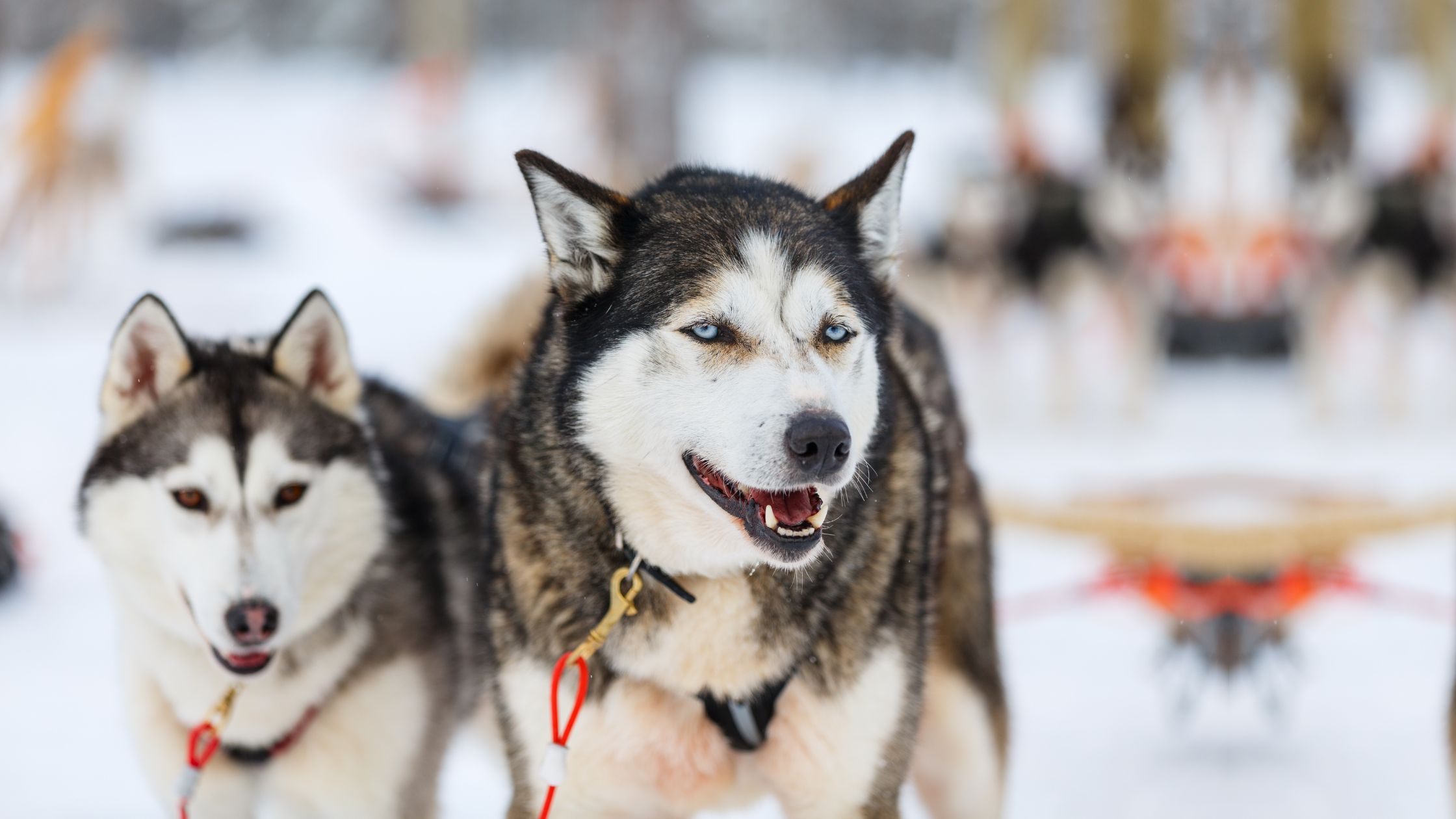 Siberian Husky