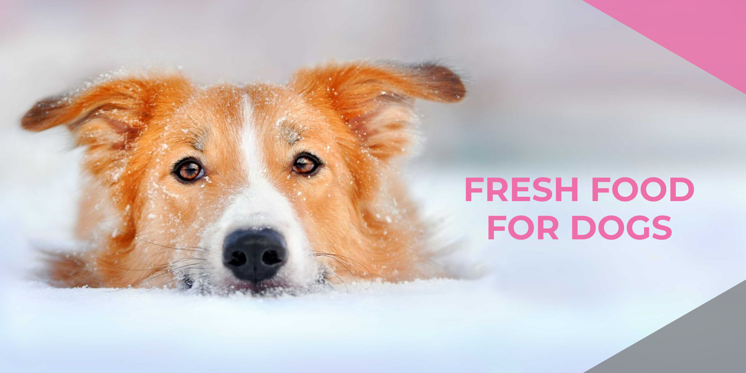 Fresh Food for Dogs