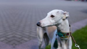 Mudhol Hound