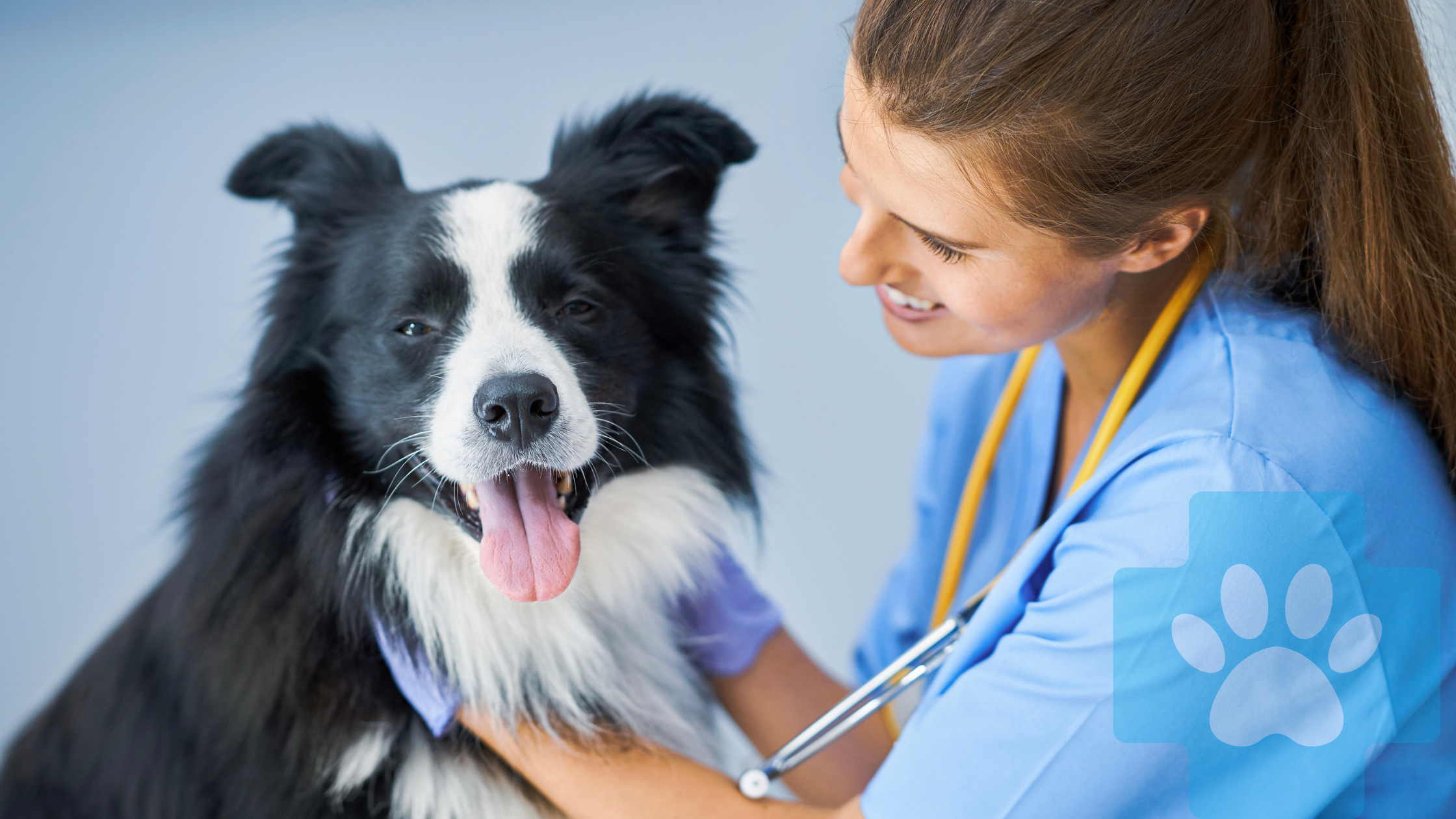 Common Dog Diseases