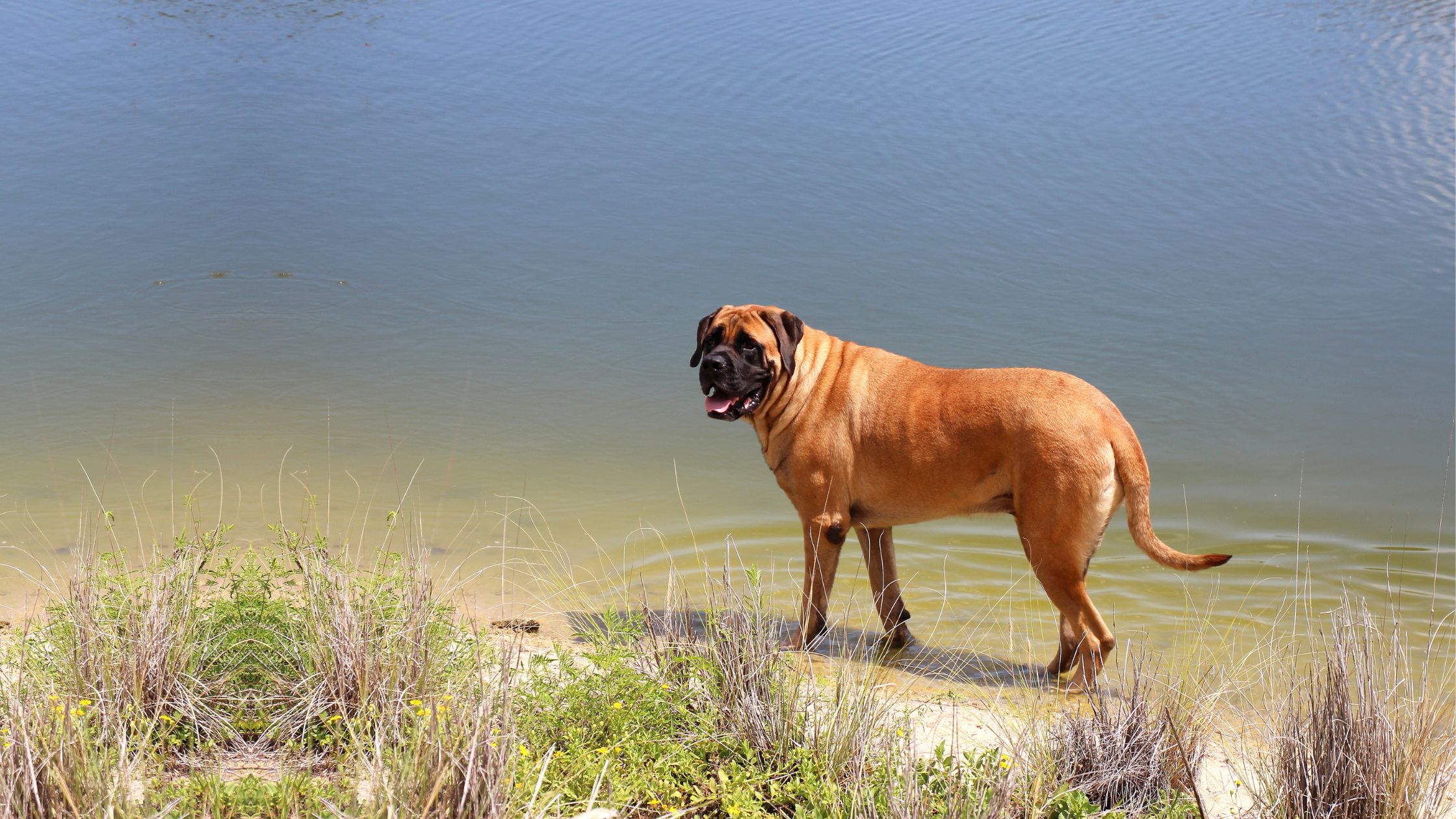 English Mastiff